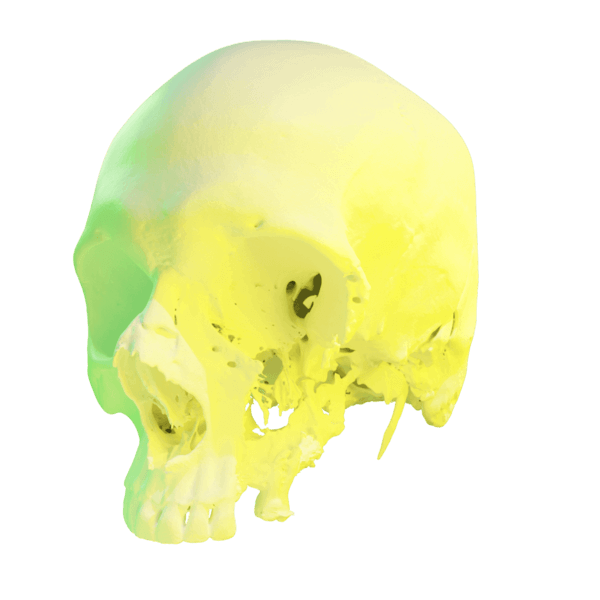 череп, пластиковий череп, надрукована анатомічна модель черепу, надрукувати анатомічну модель черепу Київ